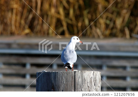 Seagull sitting on wooden pole with blurred background. Seagull sitting on wooden pole with blurred background. 121207656