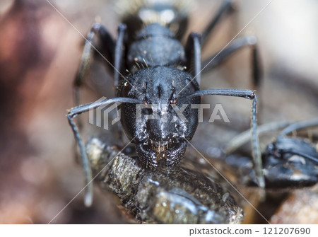 big forest ants in a native habitat big forest ants in a native habitat 121207690