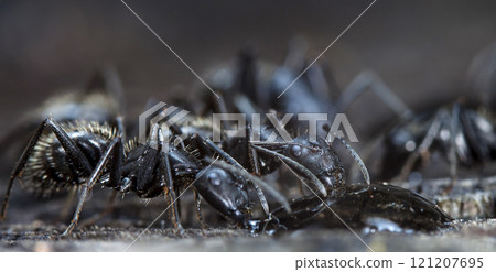 big forest ants in a native habitat big forest ants in a native habitat 121207695