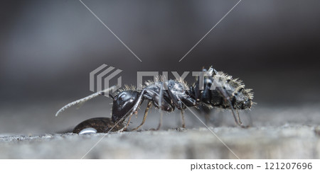 big forest ants in a native habitat big forest ants in a native habitat 121207696