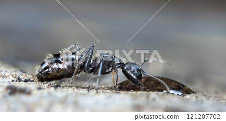 big forest ants in a native habitat 121207702