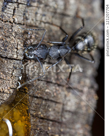 big forest ants in a native habitat 121207704