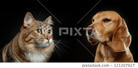 Close-up portraits of a tabby cat stands against a dog isolated on a black background. Kitten vs Pup as a duel for the best family pet. Animals competition and rivalry concept Close-up portraits of a tabby cat stands against a dog isolated on a black background. Kitten vs Pup as a duel for the best family pet. Animals competition and rivalry concept 121207927
