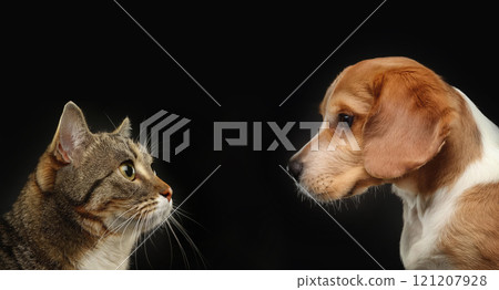 Cat standing against a dog isolated on a black background. Kitten vs Pup as a duel for the best family pet. Animals competition and rivalry concept Cat standing against a dog isolated on a black background. Kitten vs Pup as a duel for the best family pet. Animals competition and rivalry concept 121207928