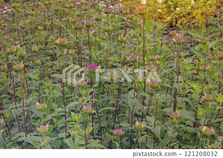 Monarda in meadow. Medicinal, edible, essential oil, honey-bearing and ornamental plant. Grows well in sunny and shaded areas. Cottage garden. Monarda in meadow. Medicinal, edible, essential oil, honey-bearing and ornamental plant. Grows well in sunny and shaded areas. Cottage garden. 121208032