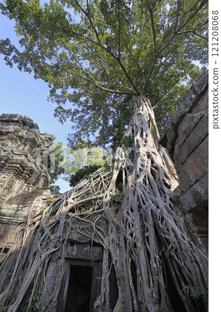 Ta Prohm temple, part of the Angkor Wat complex, Seam Reap, Cambodia 121208068