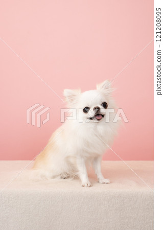 Smiling Chihuahua on a pink background 121208095