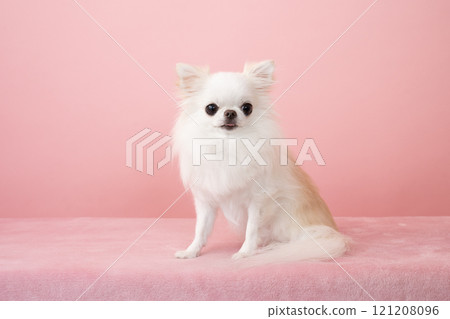 吉娃娃微笑著粉紅色的背景 121208096
