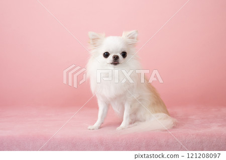 吉娃娃微笑著粉紅色的背景 吉娃娃微笑著粉紅色的背景 121208097