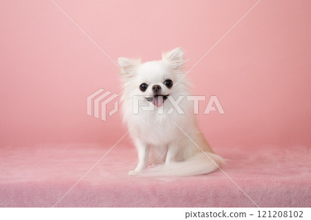 Smiling Chihuahua on a pink background 121208102