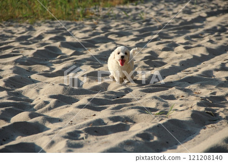 Maltipoo puppy running on sand. Small Maltese dog playing outdoors 121208140