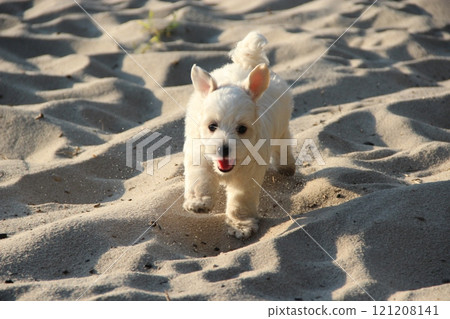Maltipoo puppy running on sand. Small Maltese dog playing outdoors 121208141