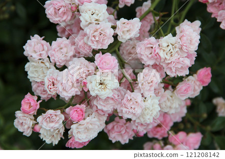 Bush of Rosa Moschata. Flowers or Rose of Castile. Derived from Rosa Gallica 121208142
