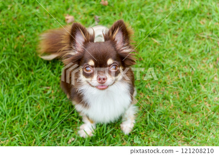 Smiling chihuahua sitting on the grass and looking up 121208210