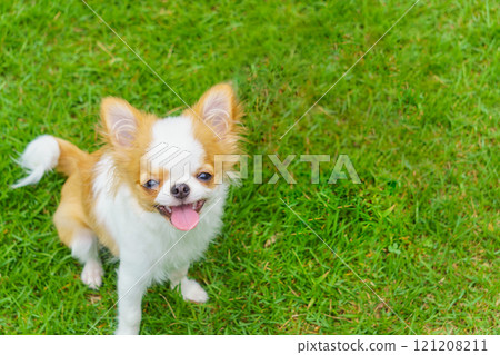 Smiling chihuahua puppy sitting on the grass and looking up 121208211