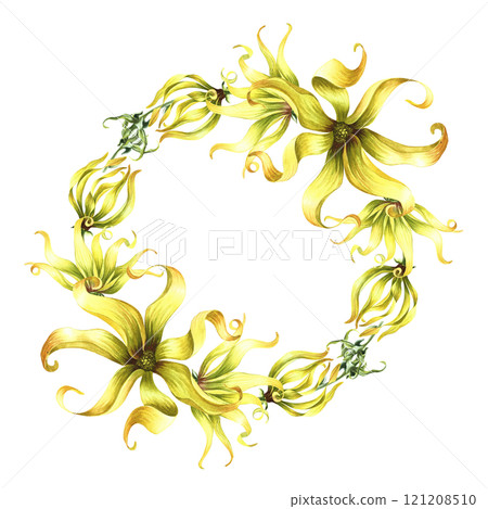 A wreath of ylang-ylang or kanaga flowers, exotic fragrant yellow flowers with leaves. A hand-drawn watercolor illustration. A design element for packaging, labels, postcards, prints or posters. A wreath of ylang-ylang or kanaga flowers, exotic fragrant yellow flowers with leaves. A hand-drawn watercolor illustration. A design element for packaging, labels, postcards, prints or posters. 121208510