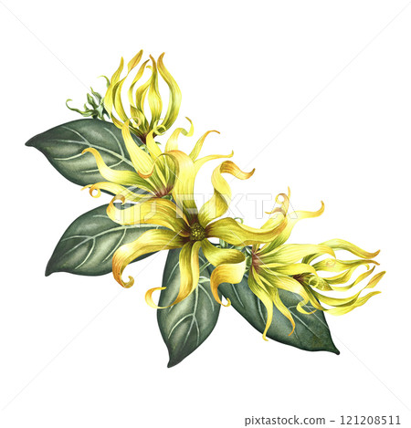 Ylang-ylang or kanaga flowers. A bouquet of exotic fragrant yellow flowers with leaves. A hand-drawn watercolor illustration. A design element for packaging, labels, postcards, prints or posters. 121208511