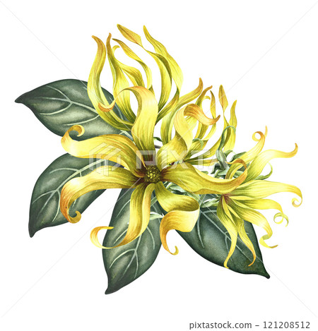 Ylang-ylang or kanaga flowers. A bouquet of exotic fragrant yellow flowers with leaves. A hand-drawn watercolor illustration. A design element on an isolated background. 121208512