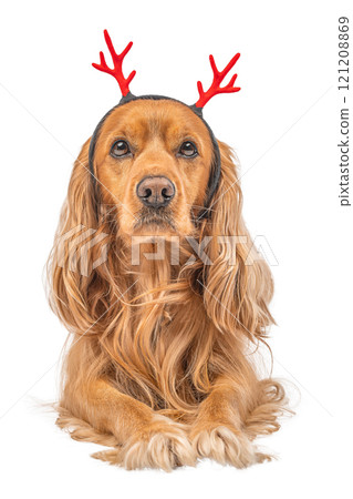 Cute Cocker Spaniel dog with reindeer antlers sits isolated on white background. Christmas card with dog Cute Cocker Spaniel dog with reindeer antlers sits isolated on white background. Christmas card with dog 121208869