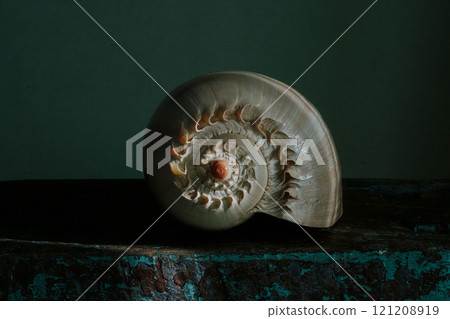 An image of a large empty ocean snail shell. Underwater animals. Seashells. Interior photo. Melo Diadem An image of a large empty ocean snail shell. Underwater animals. Seashells. Interior photo. Melo Diadem 121208919