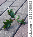 Green oak leaf on the pavement in the city park in autumn. 121208992