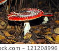 Amanita muscaria, fly agaric in the forest 121208996