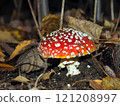 Amanita muscaria, fly agaric in the forest 121208997