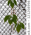 Green leaves covered with snow on a chain link fence in winter. 121208998