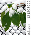 Green leaves covered with snow on a chain link fence in winter. 121208999