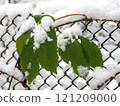 Green leaves covered with snow on a chain link fence in winter. 121209000