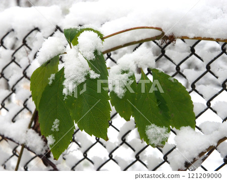 Green leaves covered with snow on a chain link fence in winter. Green leaves covered with snow on a chain link fence in winter. 121209000