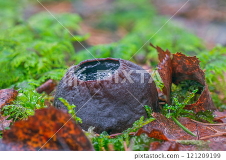 Sarcosoma globosum a rare mushroom that must be protected and carefully preserved 121209199