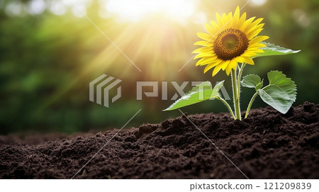 The sunflower with tender green leaves takes root in the soil. 121209839