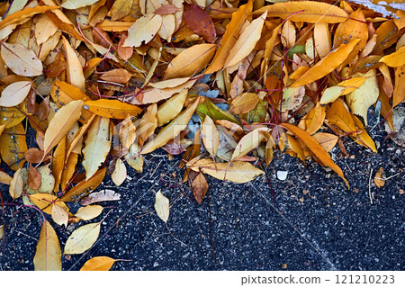 Fallen autumn leaves on the asphalt, on the sidewalk 121210223