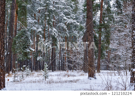 Peace and tranquility in a winter park with large trees and dense branches Peace and tranquility in a winter park with large trees and dense branches 121210224