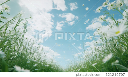 A white sky with small clouds, white flowers in the grass on both sides of the frame. 121210707