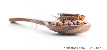 Crispy fried grasshoppers and crickets in spoon isolated on white background. Insect protein. Crispy fried grasshoppers and crickets in spoon isolated on white background. Insect protein. 121210733