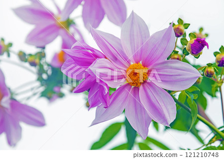 Flowers around the house: Various seasonal plants. A beautiful pink Emperor Dahlia that stands out against the blue sky of early winter. Flowers around the house: Various seasonal plants. A beautiful pink Emperor Dahlia that stands out against the blue sky of early winter. 121210748
