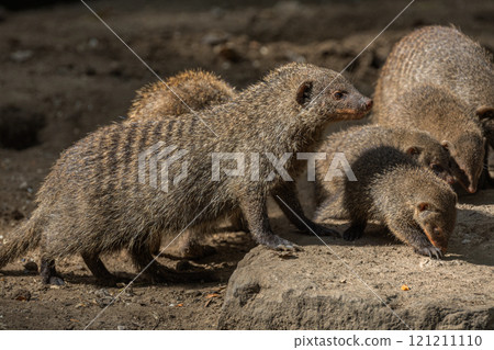 Banded Mongoose, group with baby, Mungos mungo 121211110