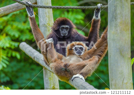 lar gibbon white-handed gibbon, an endangered primate in the gibbon family lar gibbon white-handed gibbon, an endangered primate in the gibbon family 121211112