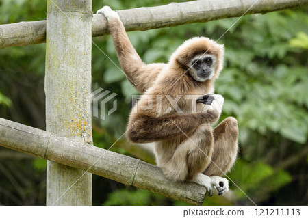 lar gibbon white-handed gibbon, an endangered primate in the gibbon family lar gibbon white-handed gibbon, an endangered primate in the gibbon family 121211113