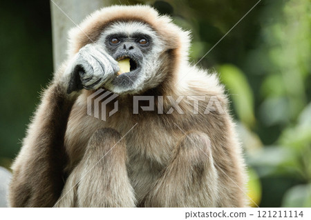 lar gibbon white-handed gibbon, an endangered primate in the gibbon family 121211114
