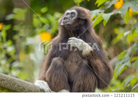 lar gibbon white-handed gibbon, an endangered primate in the gibbon family lar gibbon white-handed gibbon, an endangered primate in the gibbon family 121211115