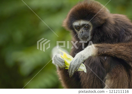 lar gibbon white-handed gibbon, an endangered primate in the gibbon family lar gibbon white-handed gibbon, an endangered primate in the gibbon family 121211116