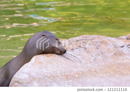 fur seal on the shore, selective focus 121211118