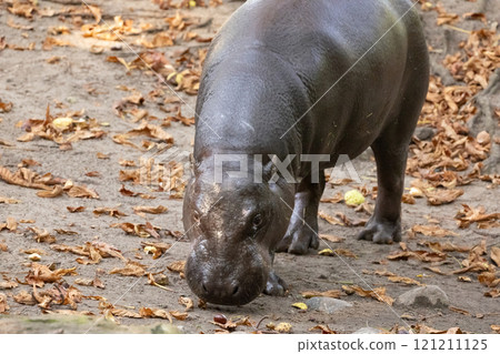 Pygmy hippopotamus Choeropsis liberiensis Pygmy hippopotamus Choeropsis liberiensis 121211125