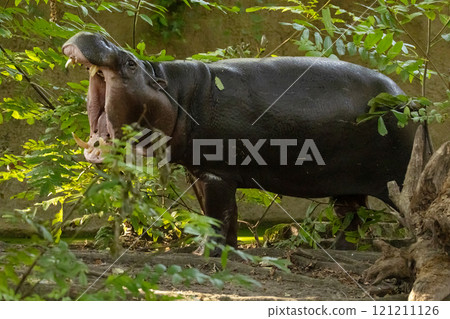 Pygmy hippopotamus Choeropsis liberiensis 121211126