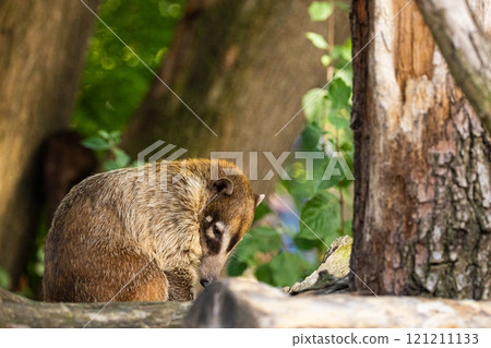 South American Coati, or Ring-tailed Coati Nasua nasua South American Coati, or Ring-tailed Coati Nasua nasua 121211133