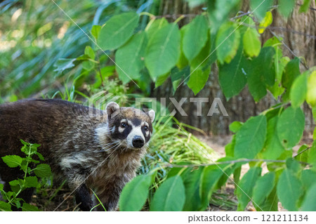 South American Coati, or Ring-tailed Coati Nasua nasua South American Coati, or Ring-tailed Coati Nasua nasua 121211134