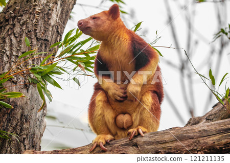 Goodfellow's Tree Kangaroo, portrait of very cute rare red animal. Goodfellow's Tree Kangaroo, portrait of very cute rare red animal. 121211135